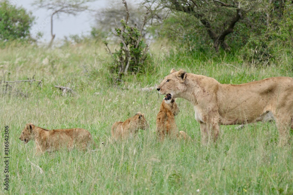 Lion mother with cubs in savannah, Serengeti, Tanzania Africa Lion mother with cubs in savannah, Serengeti, Tanzania Africa