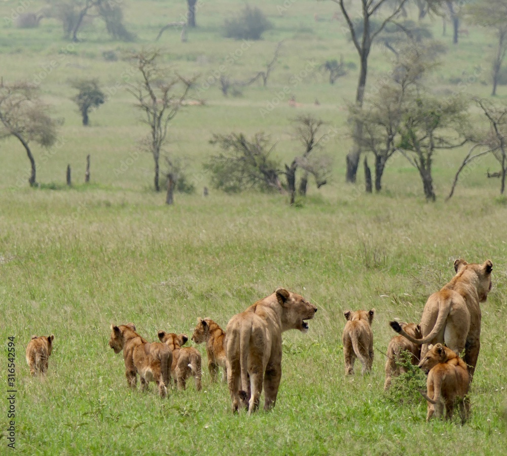 Lion family with cubs in savannah, Serengeti, Tanzania Africa Lion family with cubs in savannah, Serengeti, Tanzania Africa