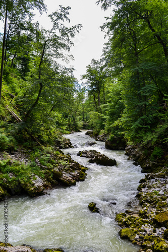 Stormy mountain river and rocky shore. Forest Valley.