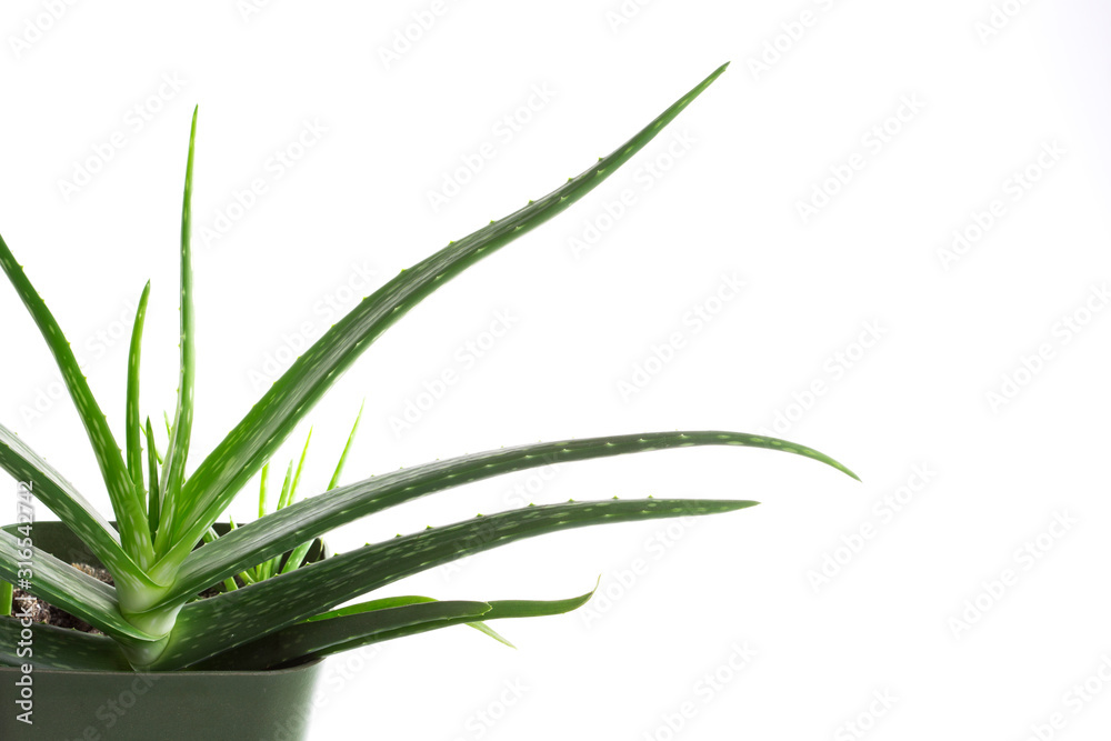 .aleo vera plant in flowerpot, white and isolated background .aleo vera plant in flowerpot, white and isolated background