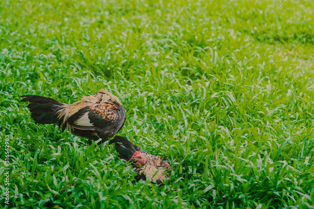 Obraz premium Rooster and hen relax and finding food in green field.