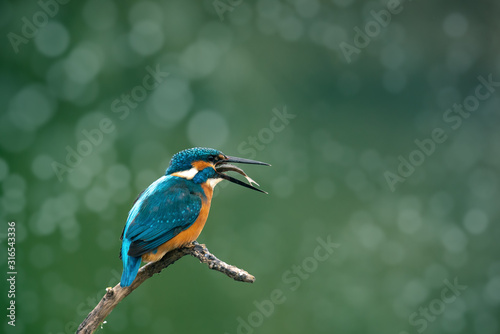 Europe Hungary Opusztaszer Common Kingfisher Male (Alcedo atthis) Eurasian kingfisher and river kingfisher. photo