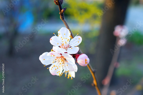 Blooming cherry flowers of a tree