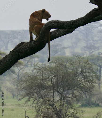 Lion on tree watching over family, in savannah, Serengeti, Tanzania Africa