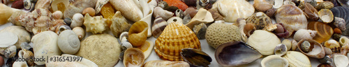 panoramic shells on the beach including bivalves clams scallops snails and limpet