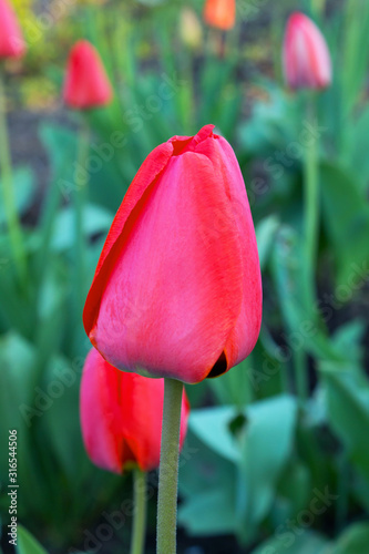Red tulips in the garden