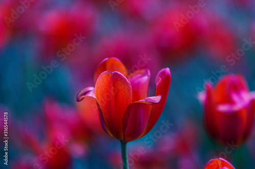 rozmyte-czerwone-tlo-z-kwitnacych-tulipanow