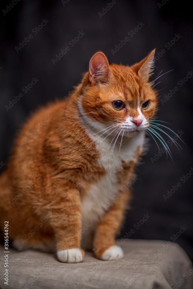 Portrait of a red-haired old cat in a photo studio. Photographed close-up.