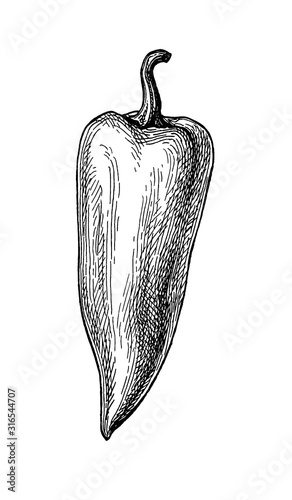 Ink sketch of long bell pepper.