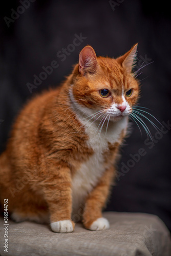 Portrait of a red-haired old cat in a photo studio. Photographed close-up. © shymar27