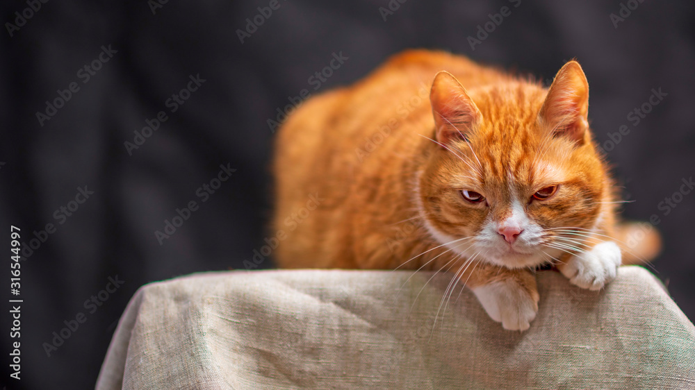 Portrait of a red-haired old cat in a photo studio. Photographed close-up.