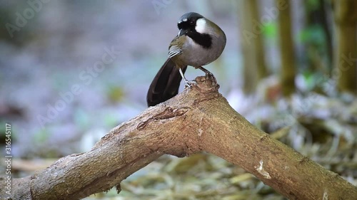 Bird (Black-throated Laughingthrush, Garrulax chinensis, Pterorhinus chinensis) is a species of bird in the family Leiothrichidae. It is found in asia perched on a tree in a nature wild photo