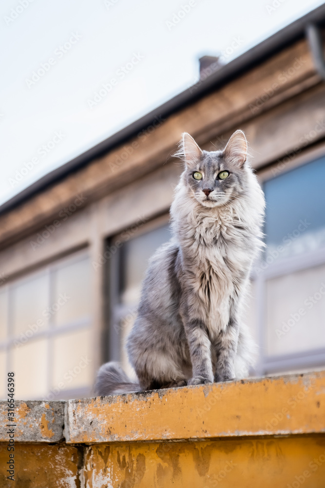 Chat Main Coon Majestueux Assis Sur Un Muret Foto De Stock Adobe Stock