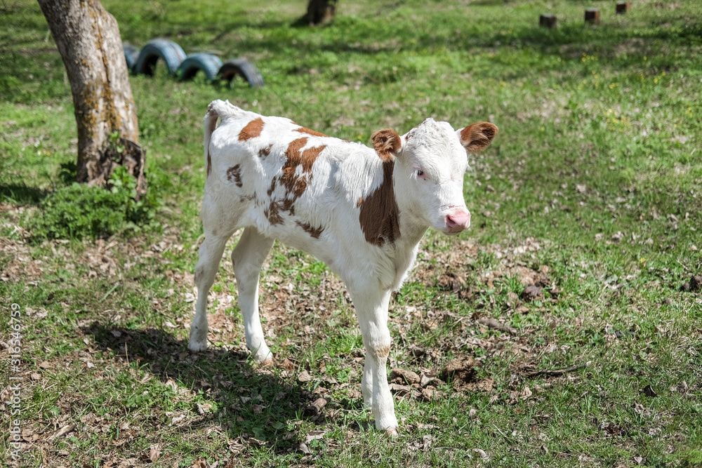A cow grazes in the meadow. Little calf.