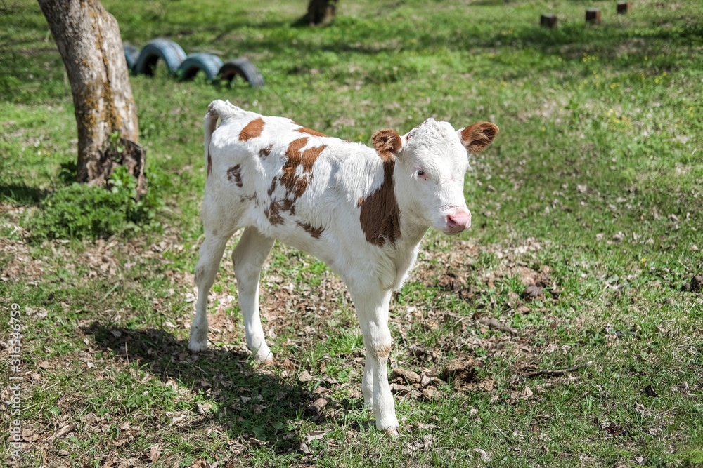 A cow grazes in the meadow. Little calf. A cow grazes in the meadow. Little calf.
