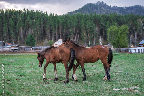 Two racehorses in the pasture on the background of the Altai mountains.