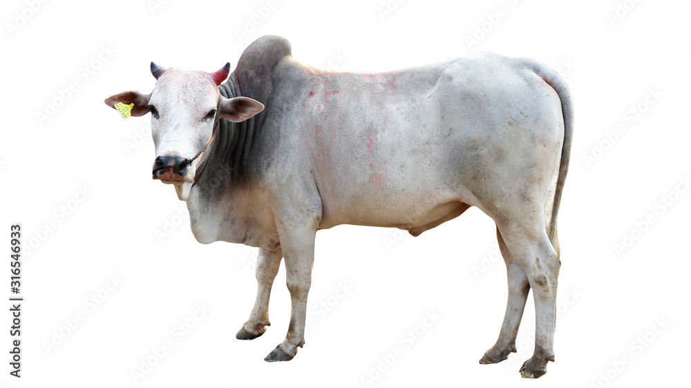 Fototapeta premium Cows Standing on a white background 