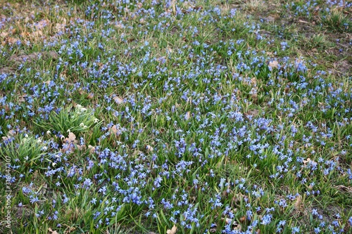 Blue delicate flowers of Scilla behind the village at the edge of the forest