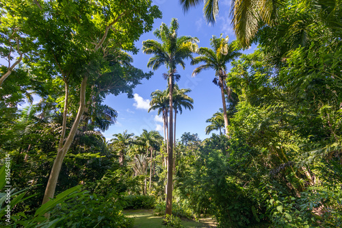 Flower Forest Botanical Garden  Barbados  West Indies
