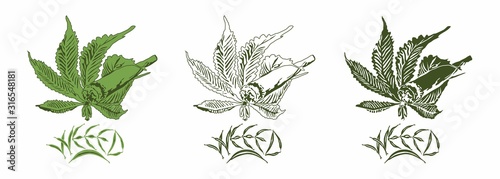 vector weed leaf keep rolled