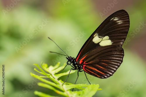 Sara longwing - Heliconius sara, beautiful colored brushfoot butterfly from Central and South American meadows, Ecuador.