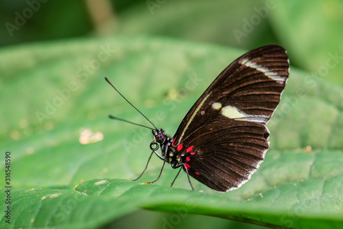 Sara longwing - Heliconius sara, beautiful colored brushfoot butterfly from Central and South American meadows, Ecuador.