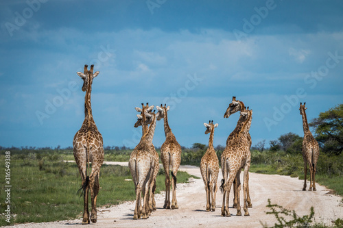 Photography giraffe in the savannah