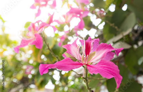 orchid tree or purple Bauhinia  close up beautiful pink flower on tree