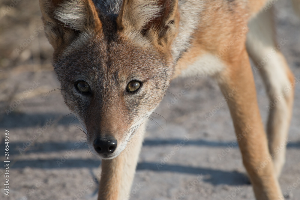 Obraz premium portrait of a jackal