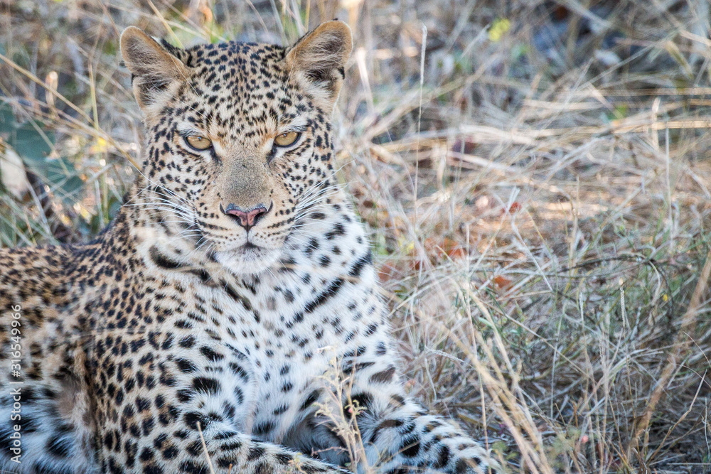 Leopard im Gras Leopard im Gras
