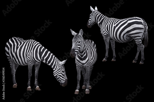 Zebra animal photo set isolated on black background