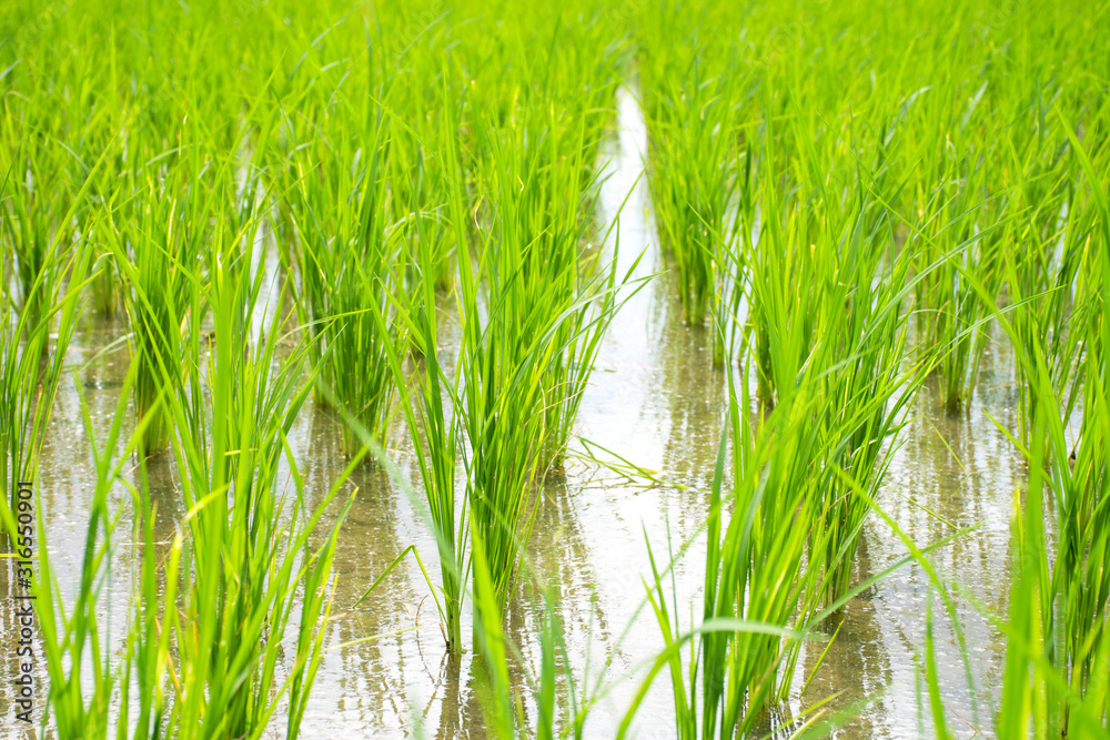 Obraz premium Rice sprouts plant growth in rice field.