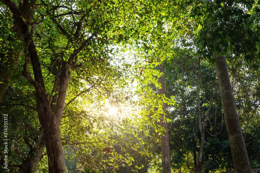 Obraz premium Low angle view of tropical tree with green leaves in rainforest.