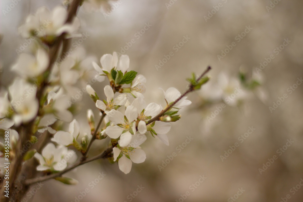 Fototapeta premium white flowers of cherry tree