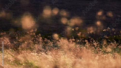 Grass blooming in the field