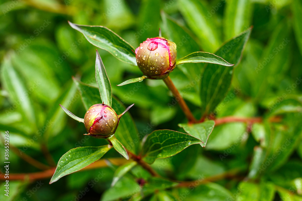 Knospen der Pfingstrose nach dem Regen Knospen der Pfingstrose nach dem Regen
