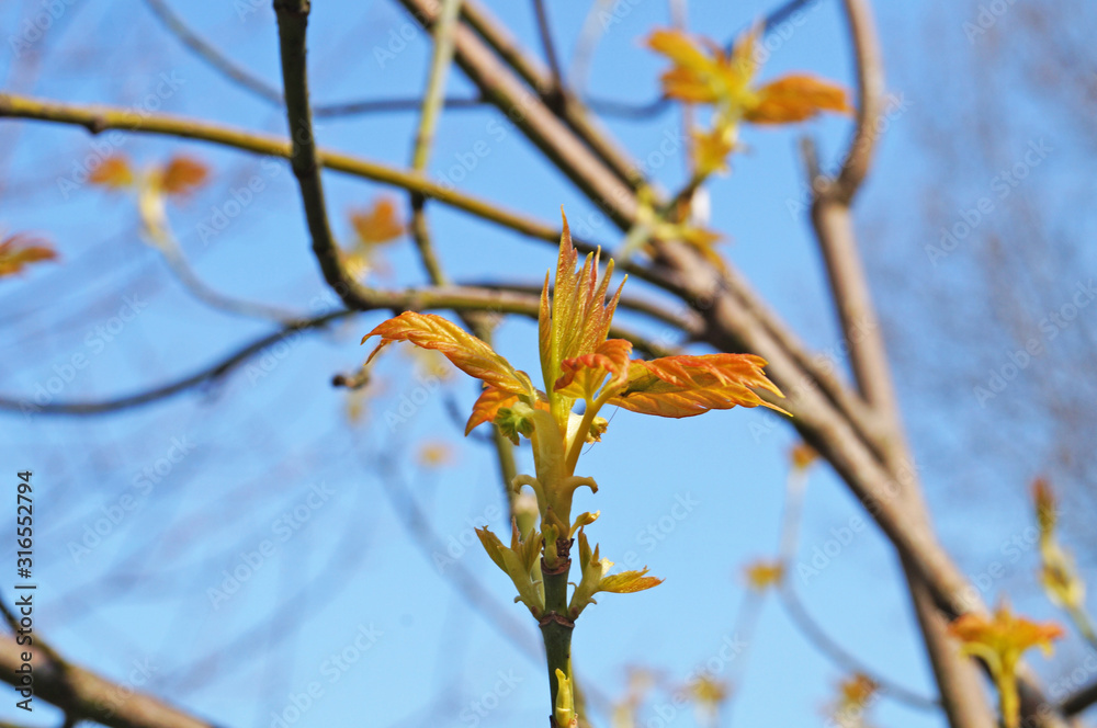 Maple branch with young red-green leaves on a background of blue sky on a spring day Maple branch with young red-green leaves on a background of blue sky on a spring day
