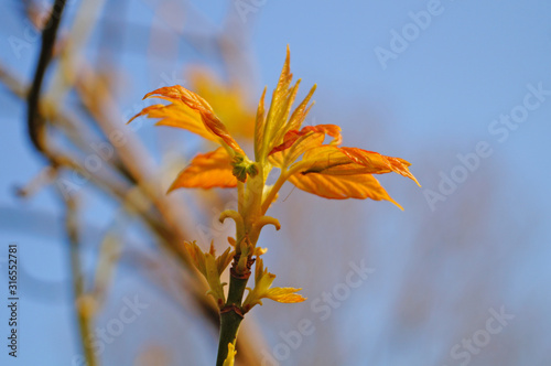 Maple branch with young red-green leaves on a background of blue sky on a spring day photo