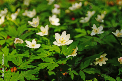 Spring anemones with delicate white petals and yellow pistils in a meadow on a spring day