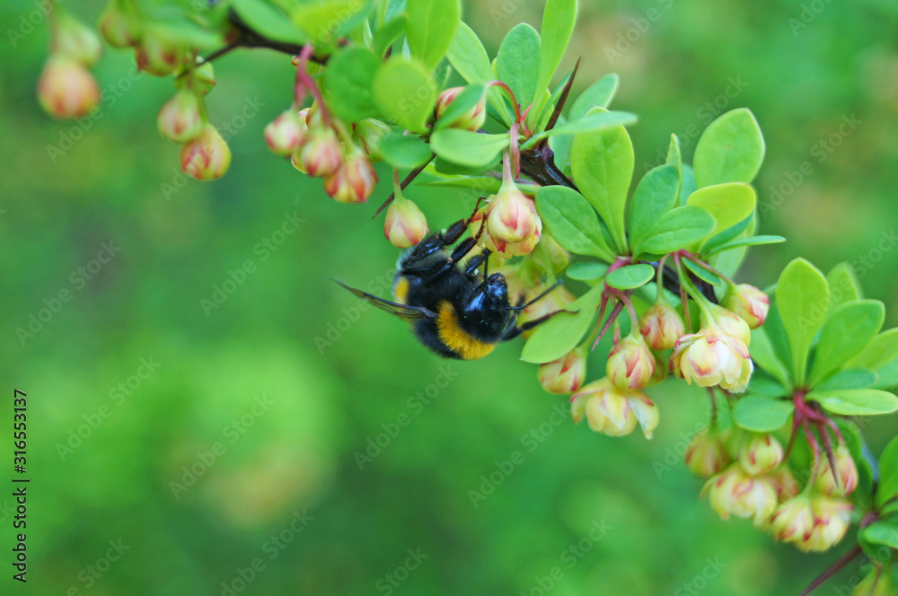 Striped bumblebee on a branch of a flowering barberry with yellow flowers and green leaves. Striped bumblebee on a branch of a flowering barberry with yellow flowers and green leaves.