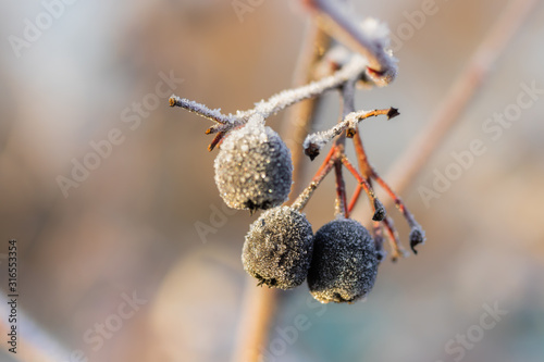 Chokeberry covered with hoarfrost at winter sunny day.