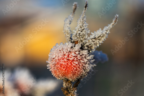 Dog rose berry covered with hoarfrost at winter sunny day.