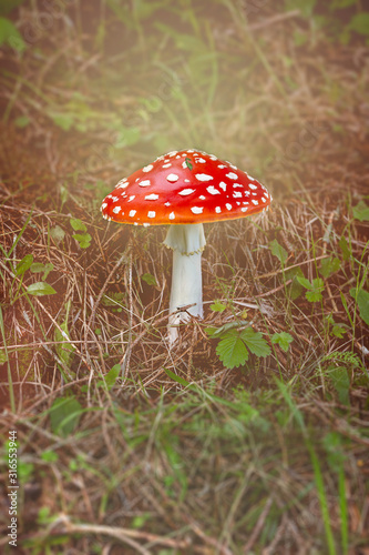 Amanita grows in the forest. Poison mushroom.