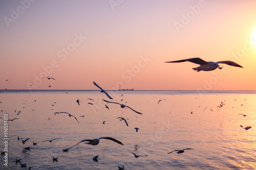 seagulls flying in the sky and sun © Akarat