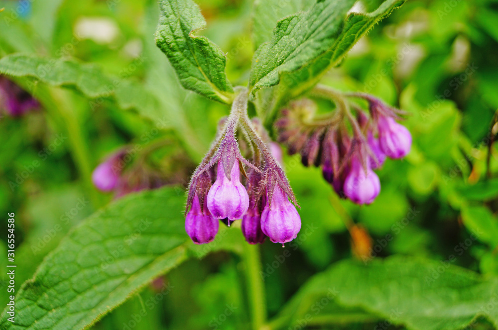 Field plant with small purple flowers and delicate petals on a branch with green leaves in the meadow Field plant with small purple flowers and delicate petals on a branch with green leaves in the meadow