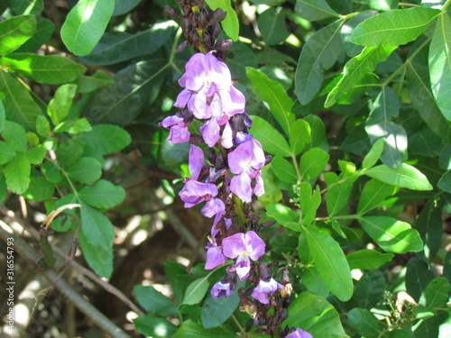 Atlantic Forest flowers and plants