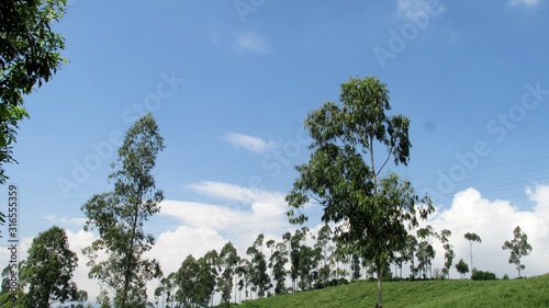 Beautiful green grass can be seen in the hills of the mountains with tall green trees
