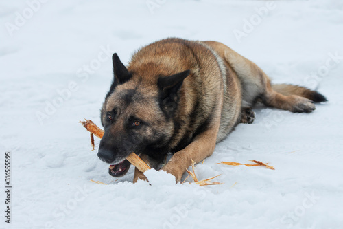 Dog with a Stick on a Snow © vzmaze