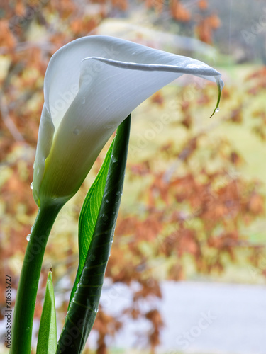 picture with fragments of kallas flower on blurry background photo