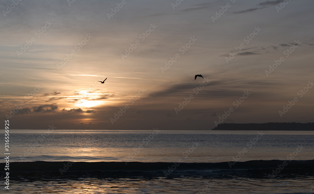 gulls hunting for food at dawn